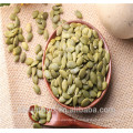 inner mongolia pumpkin seeds shine skin pumpkin kernels